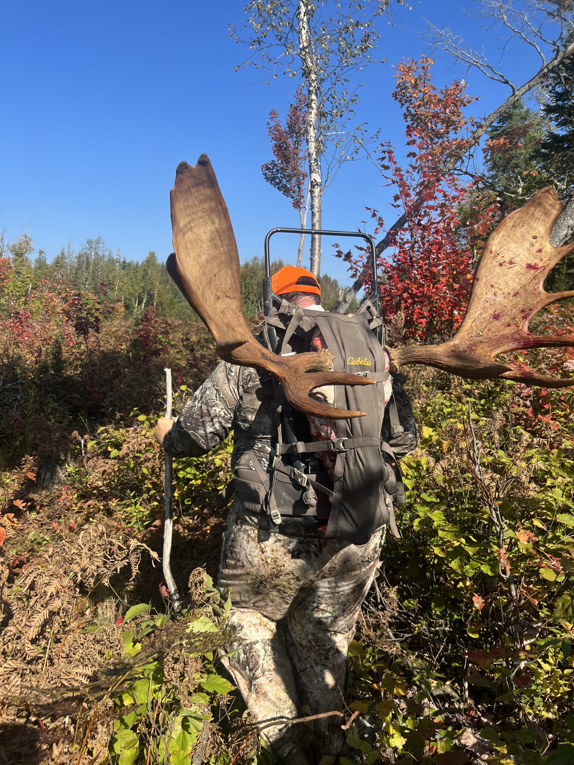 Guided Moose Hunt