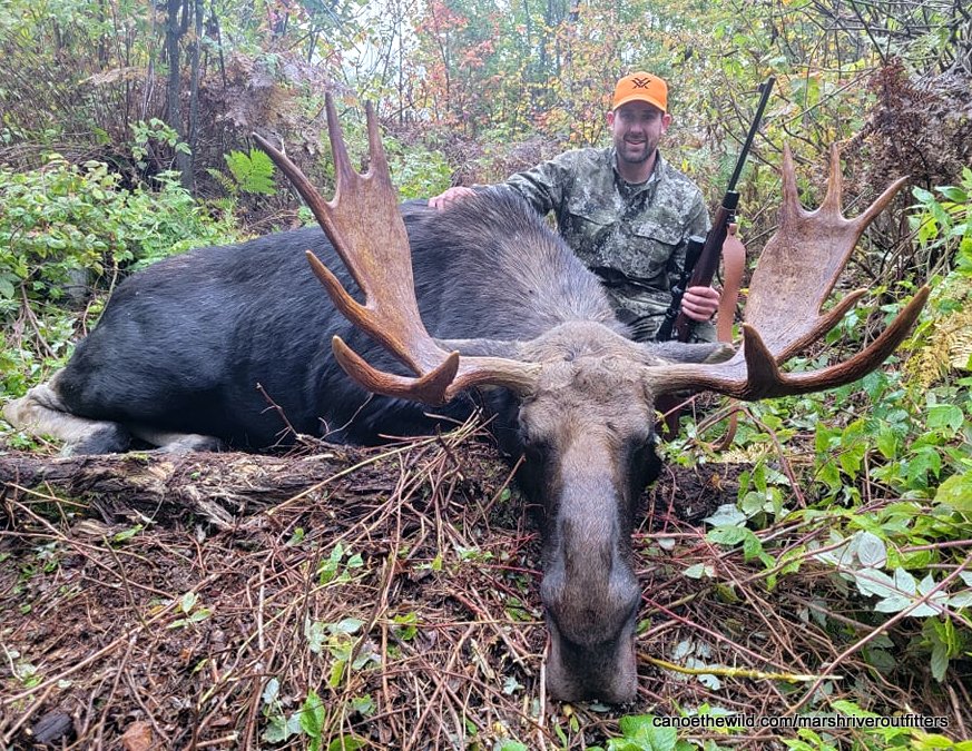 Successful guided Maine moose hunt