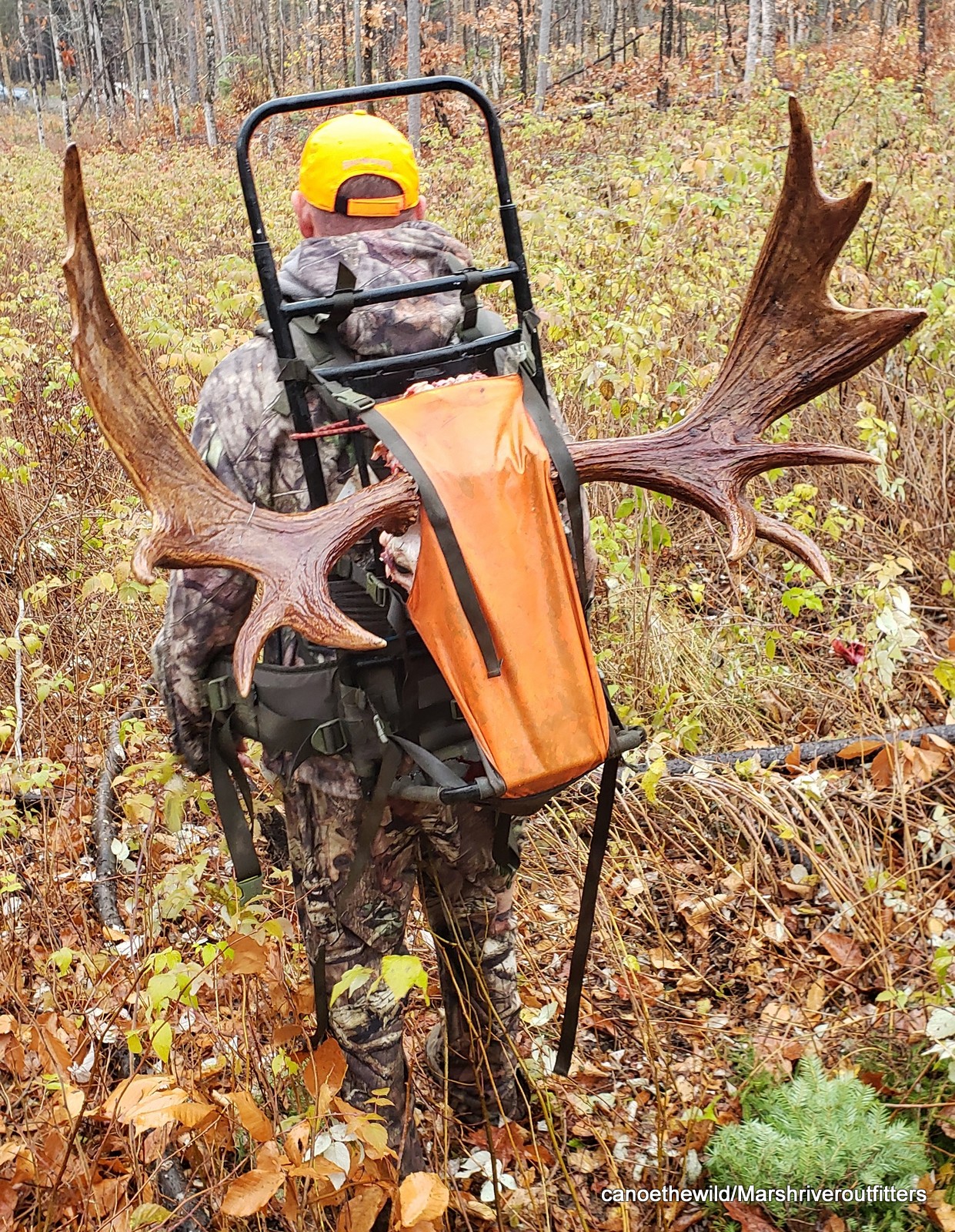 Packing out a bull moose in the North Maine Woods