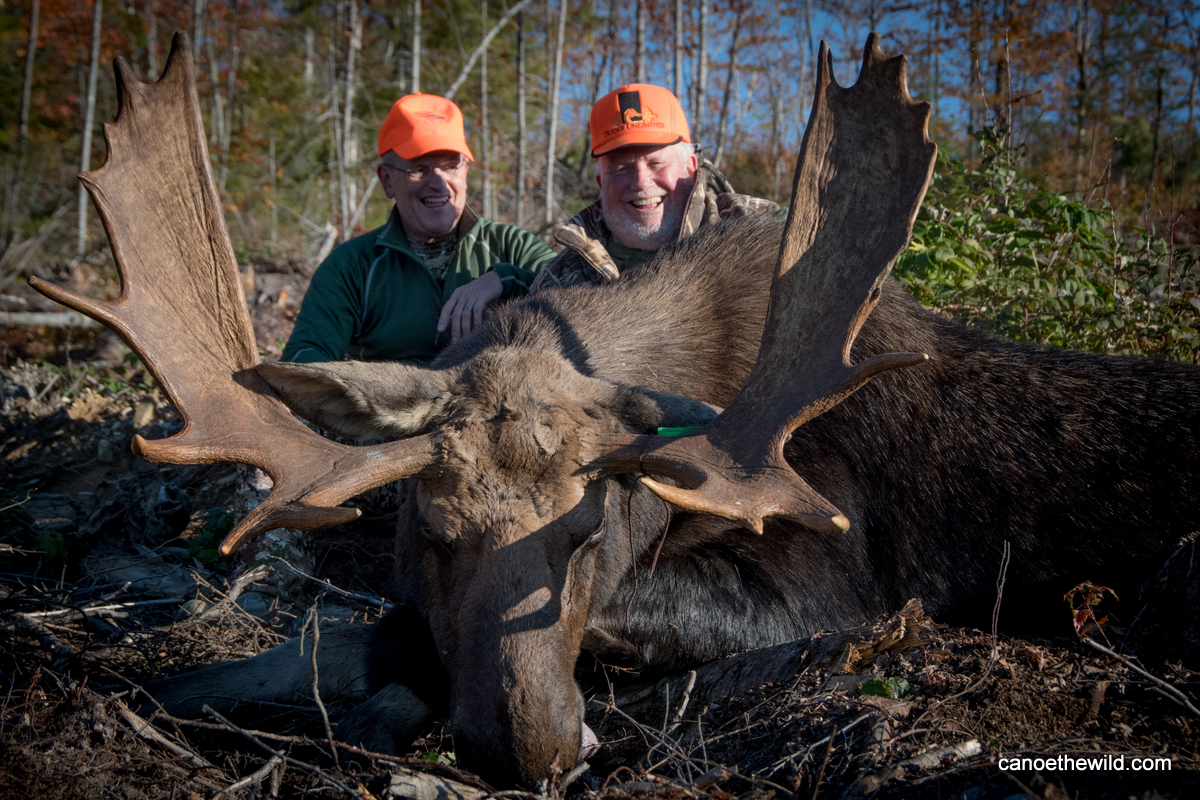 Hunters glassing for moose in a regenerating clearcut