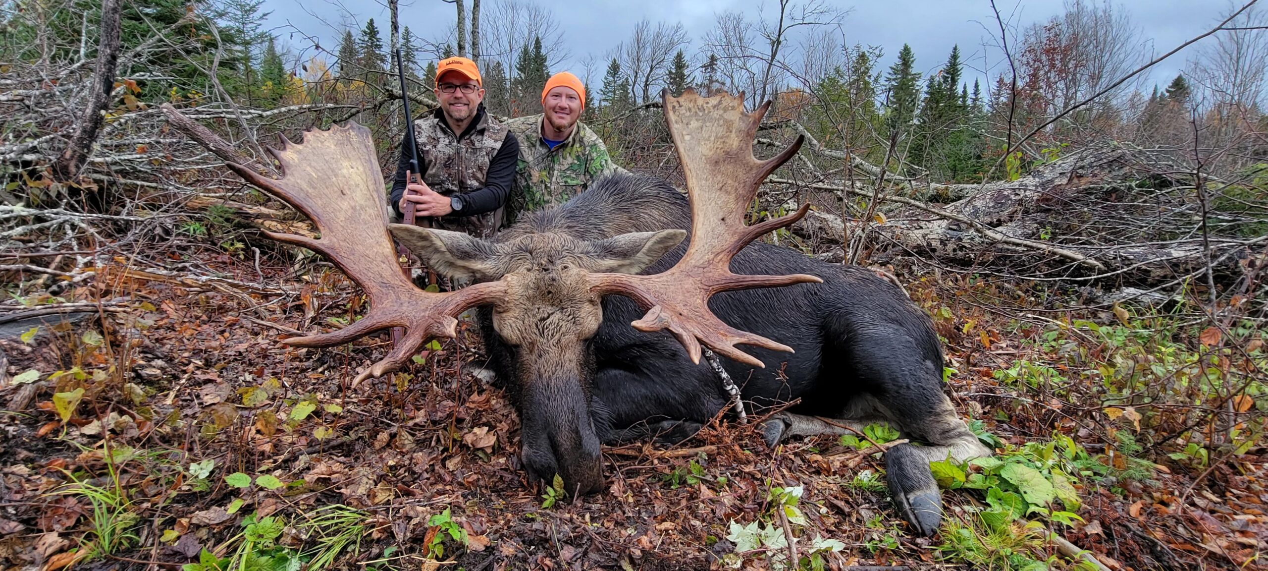 Guide calling moose during the September rut in northern Maine