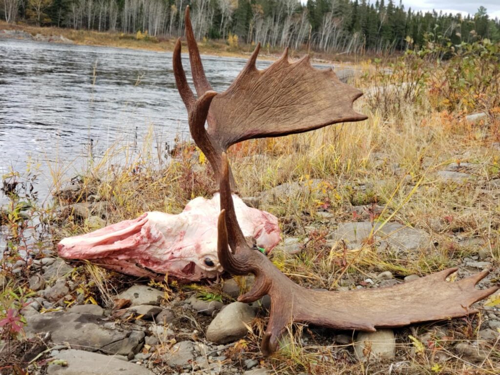 Successful hunter with a large Maine bull moose harvest